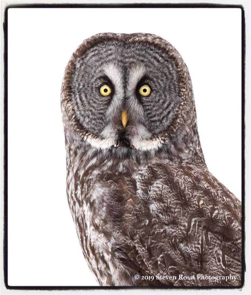National Audubon Society "Gift Guide" 1