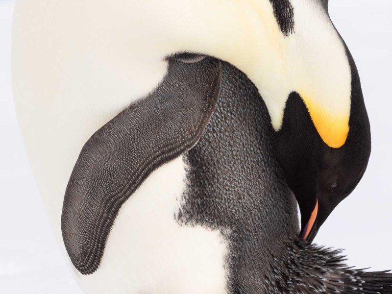 An Emperor penguin preening in Snow Hill, Antarctica