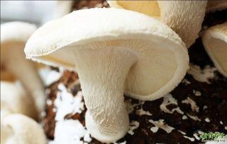 17c黑蘑菇吃瓜官网,揭秘网络潮流美食的神秘魅力