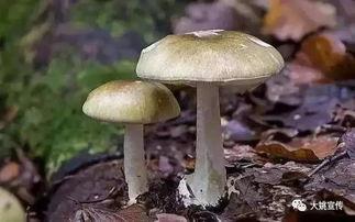 蘑菇视频爆料黑料吃瓜免费,揭秘娱乐圈黑料，免费吃瓜大揭秘！
