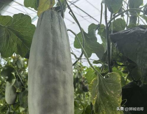 老瓜吃嗓子等到黑是谁,揭秘民间谜语的趣味与智慧