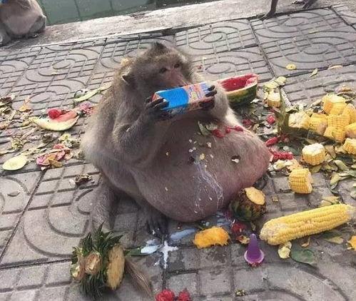 黑猴子吃大瓜图片大全集,趣味盎然的吃瓜瞬间大盘点