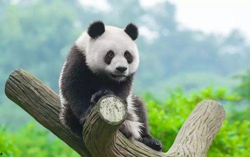 谭竹熊猫吃瓜网黑料,真相与争议并存