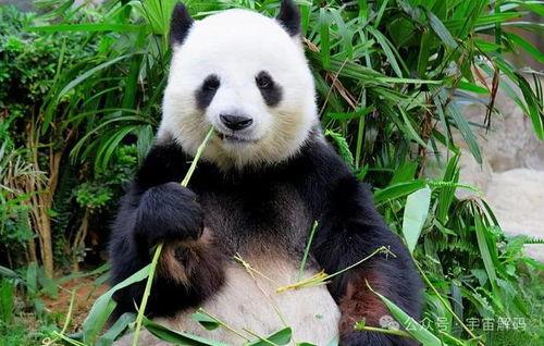 谭竹熊猫吃瓜网黑料,真相与争议并存