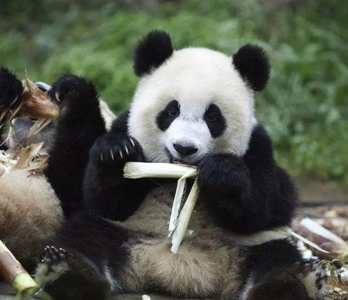 谭竹熊猫吃瓜网黑料,真相与争议并存