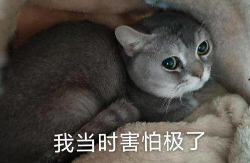 吃瓜会拉黑绿屎吗图片,吃瓜真的会导致拉黑绿屎？真相大起底