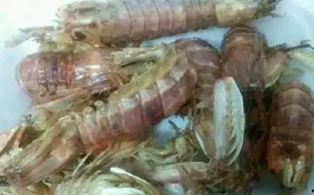 黑壳虾会吃小瓜虫么,探究共生关系与捕食行为