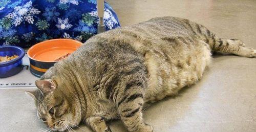 胖猫谭竹吃瓜黑料,揭秘娱乐圈吃瓜黑料背后的真相