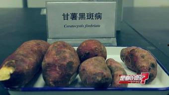 黑麻瓜可以吃吗有毒吗,有毒与否揭秘