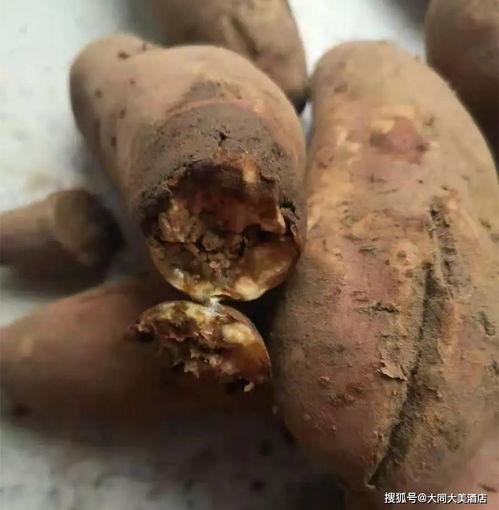 黑麻瓜可以吃吗有毒吗,有毒与否揭秘