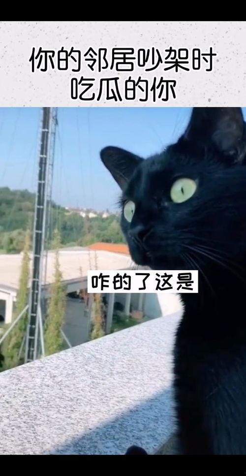 带你吃瓜黑鸟是什么歌曲,揭秘热门歌曲背后的故事