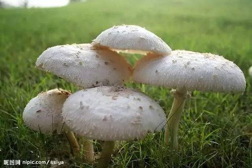 黑料吃瓜张津瑜蘑菇,揭秘娱乐圈背后的黑料与真相